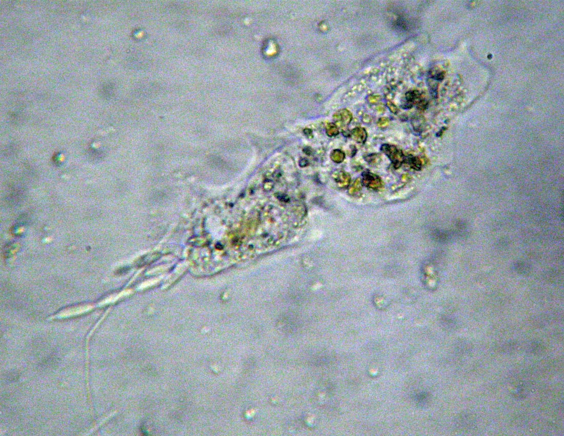 I danni dell''ignoranza